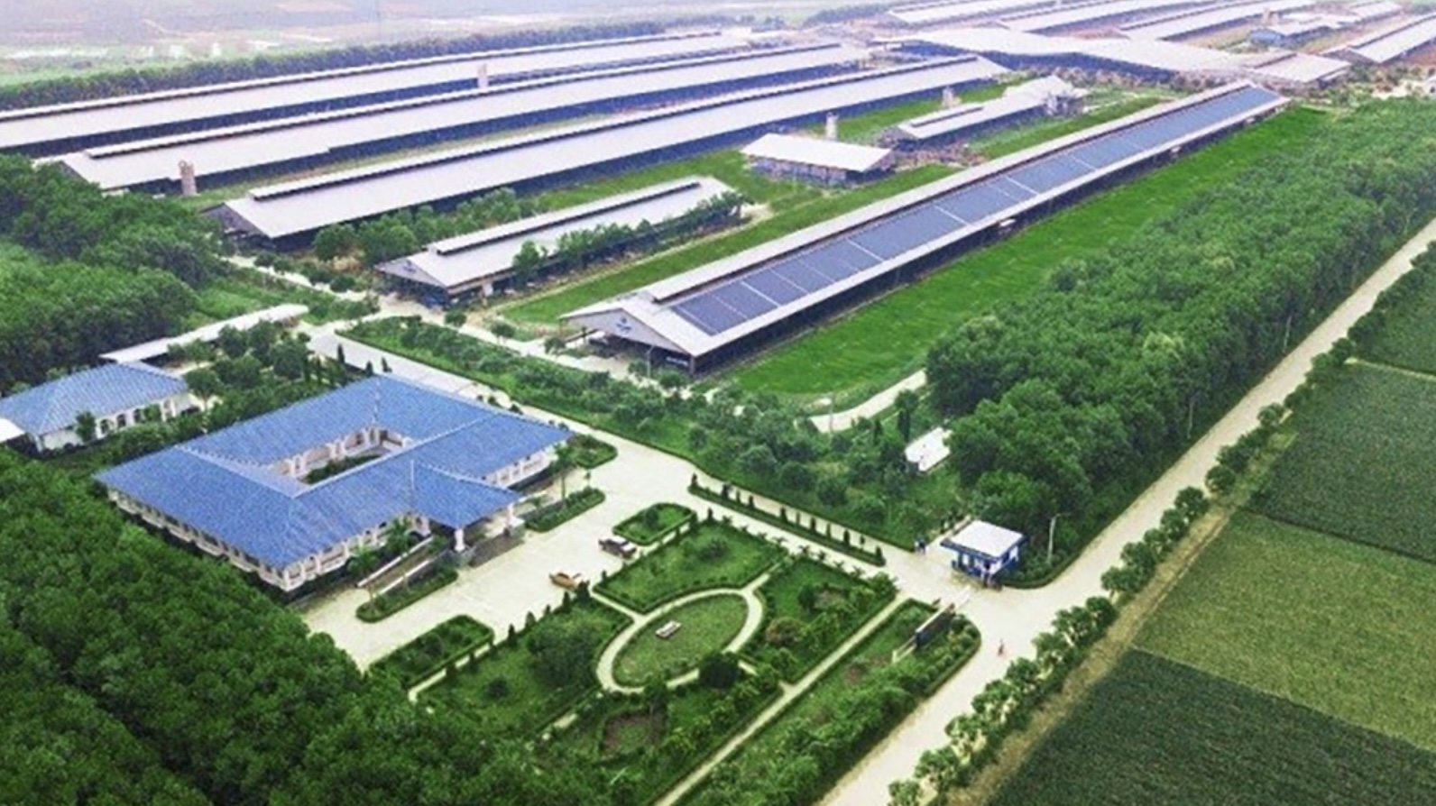 Hệ thống trang trại sinh thái Vinamilk Green Farm được xây dựng tại Tây Ninh, Quảng Ngãi, Thanh Hóa với quy mô đàn bò sữa 20.000 con