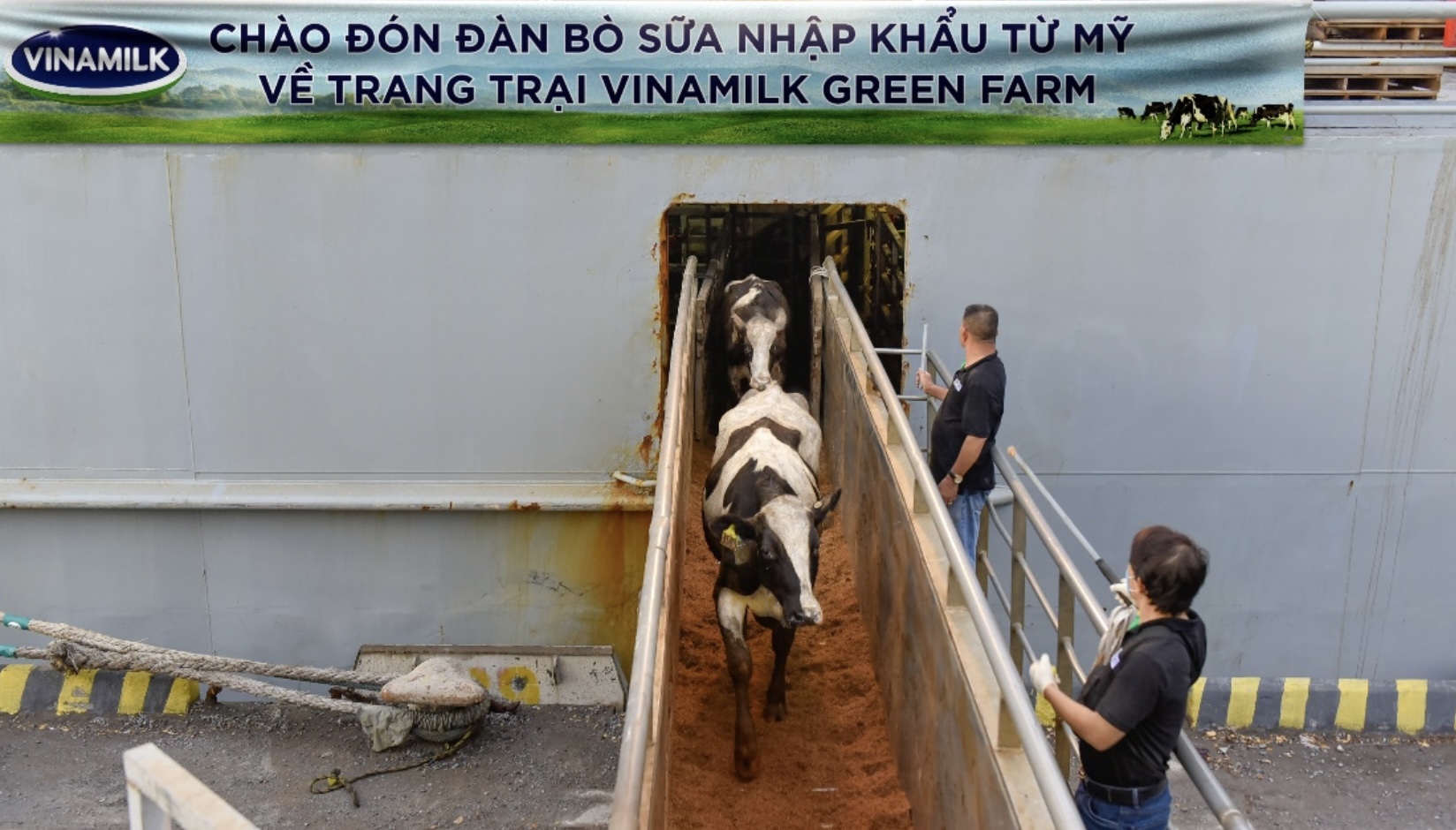 Hệ thống trang trại sinh thái Vinamilk Green Farm đón thêm 1.550 bò sữa nhập từ Mỹ TechTimes Vietnam image 284 TechTimes Vietnam Hệ thống trang trại sinh thái Vinamilk Green Farm đón thêm 1.550 bò sữa nhập từ Mỹ