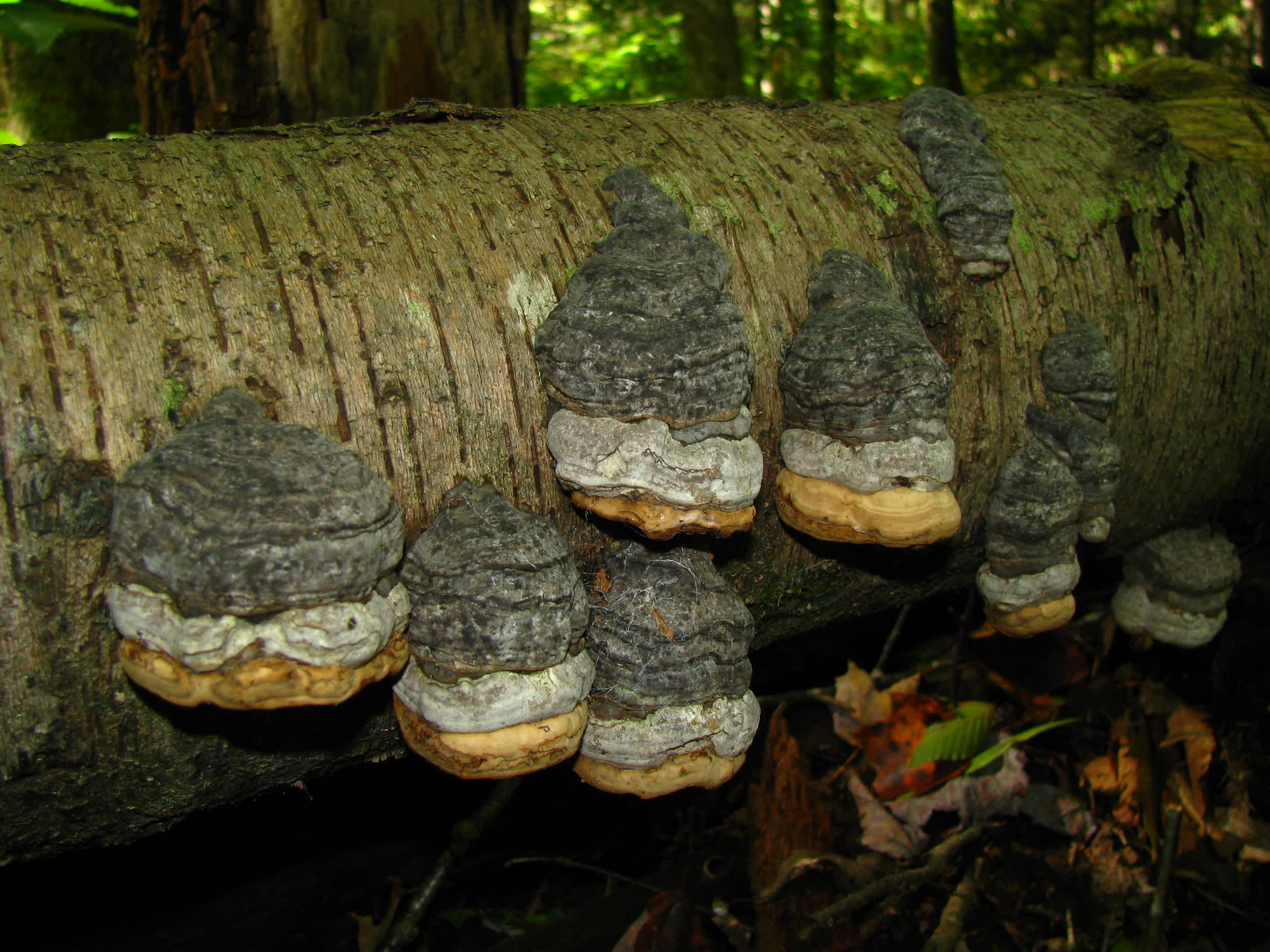 This parasitic fungus could inspire strong yet ultralight materials