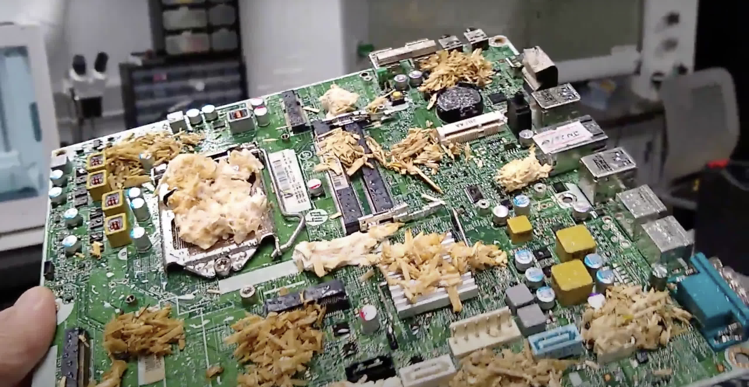 Các nhà khoa học phát triển ‘PC sống’ làm từ nấm Scientists have developed a