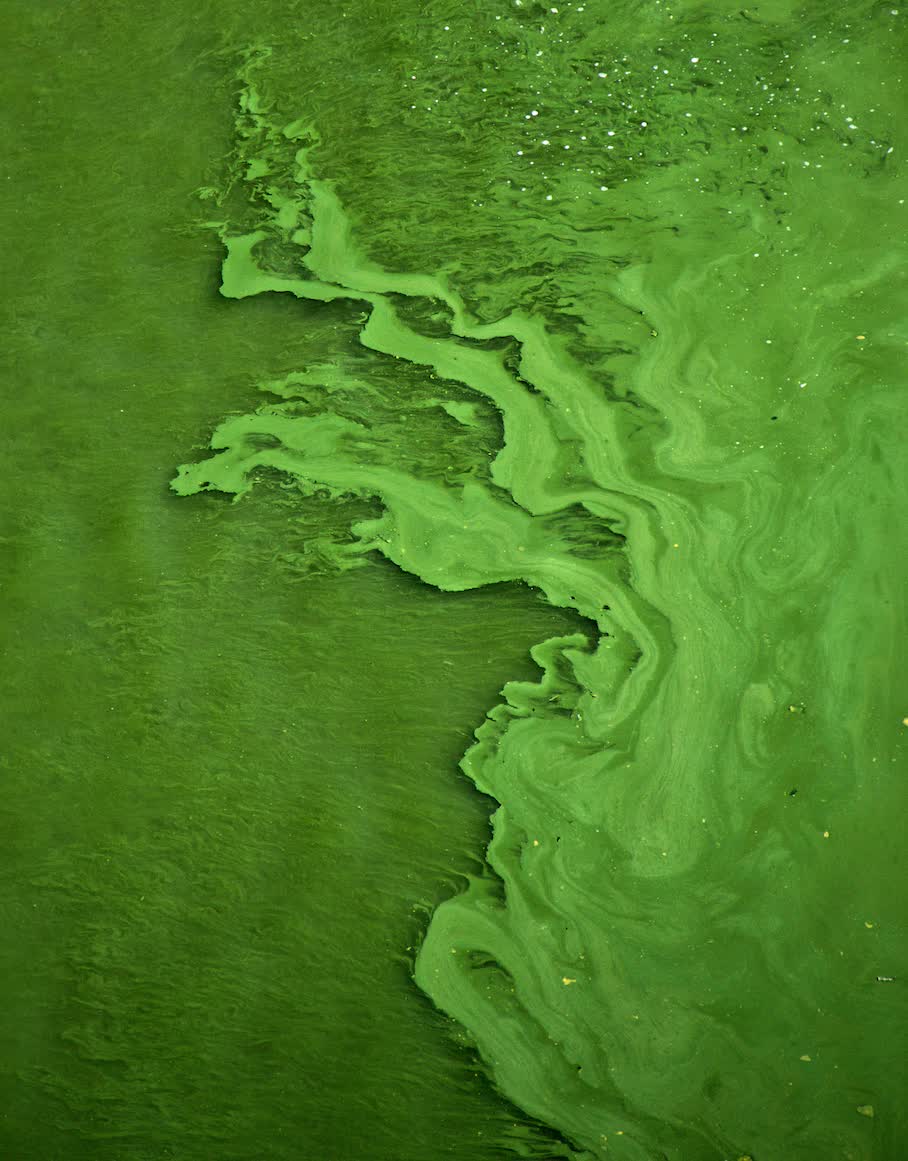 Algae may be Microsoft