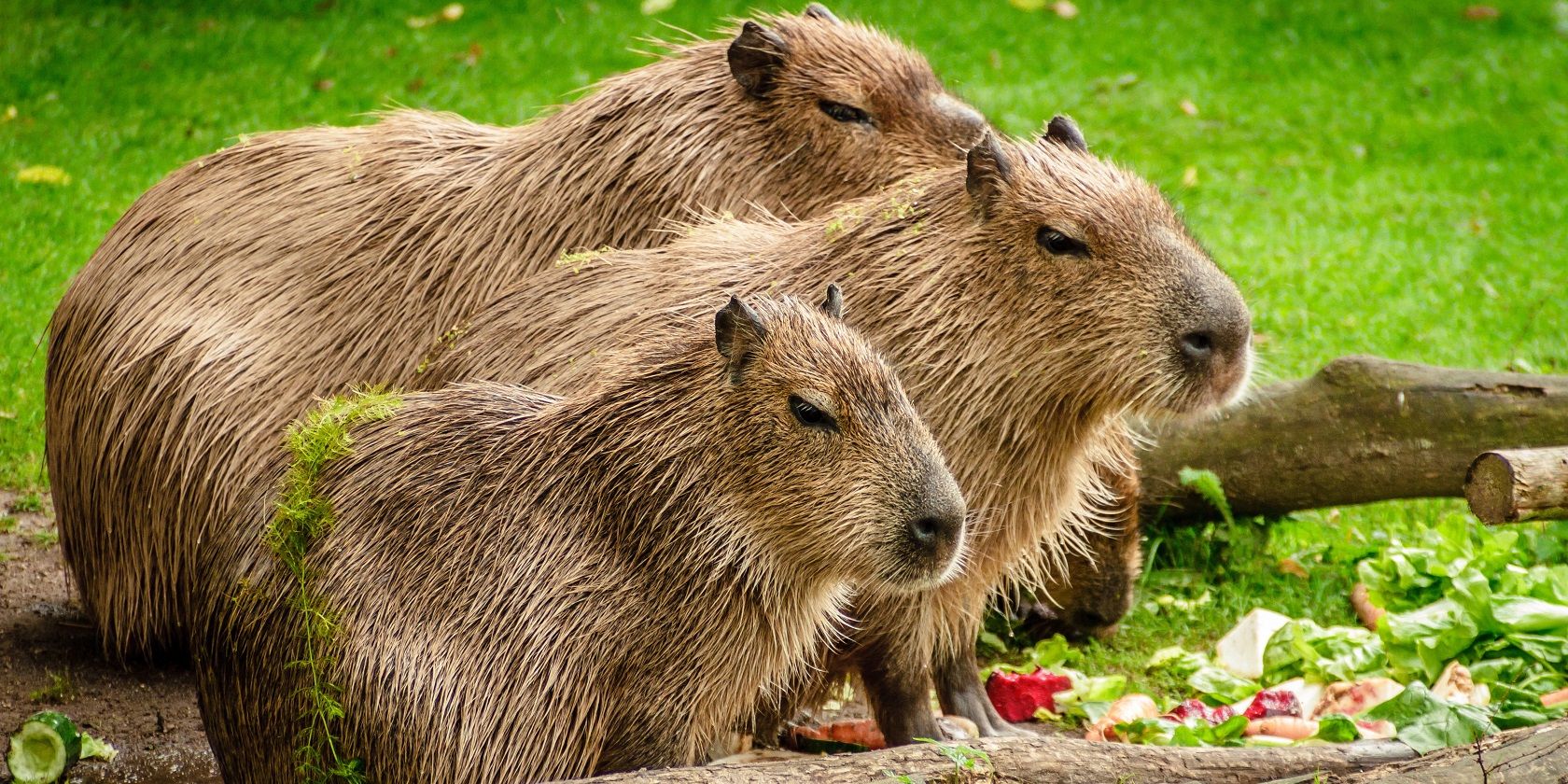 Tại sao Capybaras đang tiếp quản TikTok capybaras