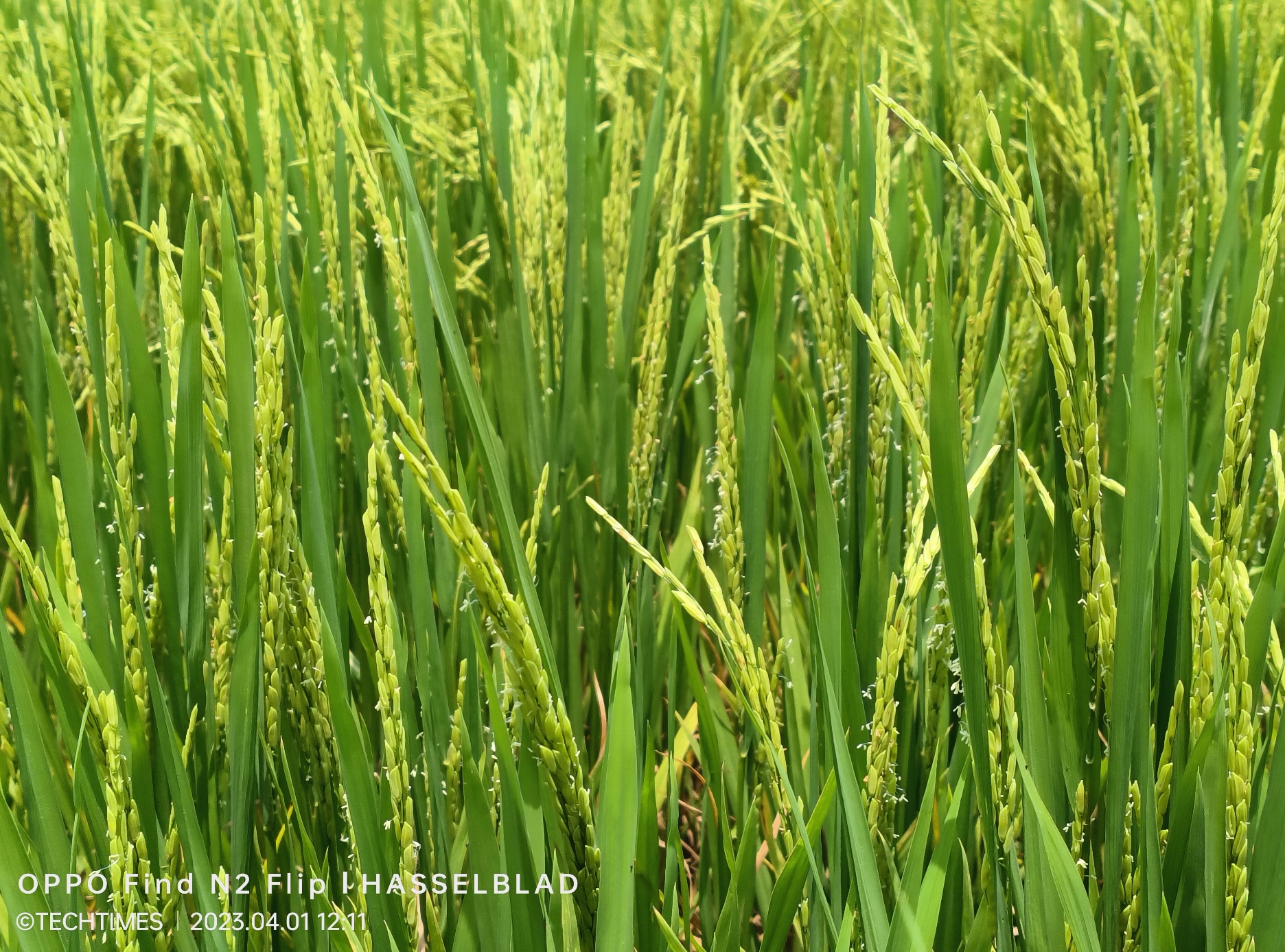 Độ chi tiết cao, bão hoà màu vừa phải là ưu điểm của camera N2 Flip.