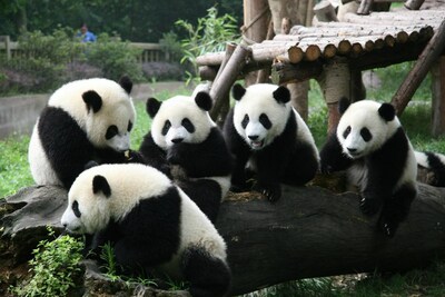 Gấu trúc đem đến sức hút rất riêng cho những màn tranh tài của sinh viên The giant pandas at the Chengdu Research Base of Giant Panda Breeding.