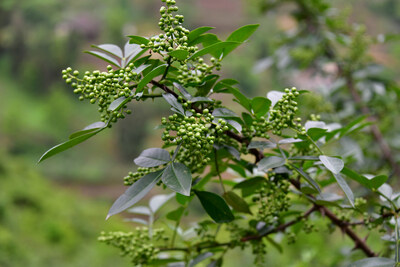 Zanthoxylum bungeanum sinh trưởng tốt (Ảnh nguồn IC)