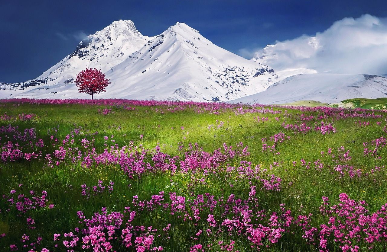 Meadow-Alps