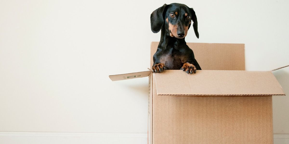 con chó bên trong một cái hộp