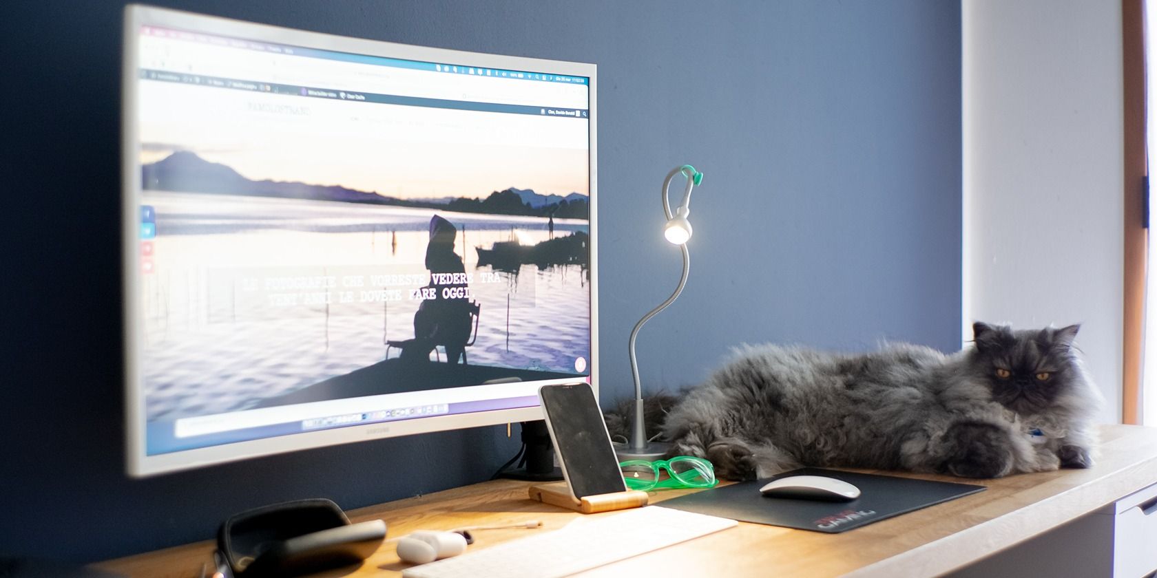cat sitting on desk