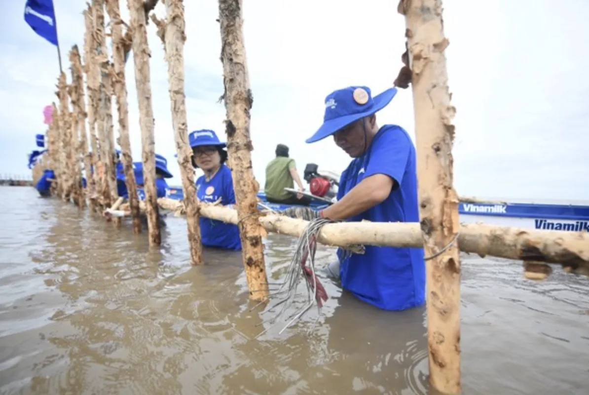 Với 25ha rừng được khoanh nuôi tái sinh, sẽ có gần 2.400m hàng rào được dựng nên từ 6.800 cọc cừ tràm và gần 4.700m lưới; được duy trì, bảo dưỡng hàng năm. (Nguồn: Vinamilk/Gaia/Vietnam+)