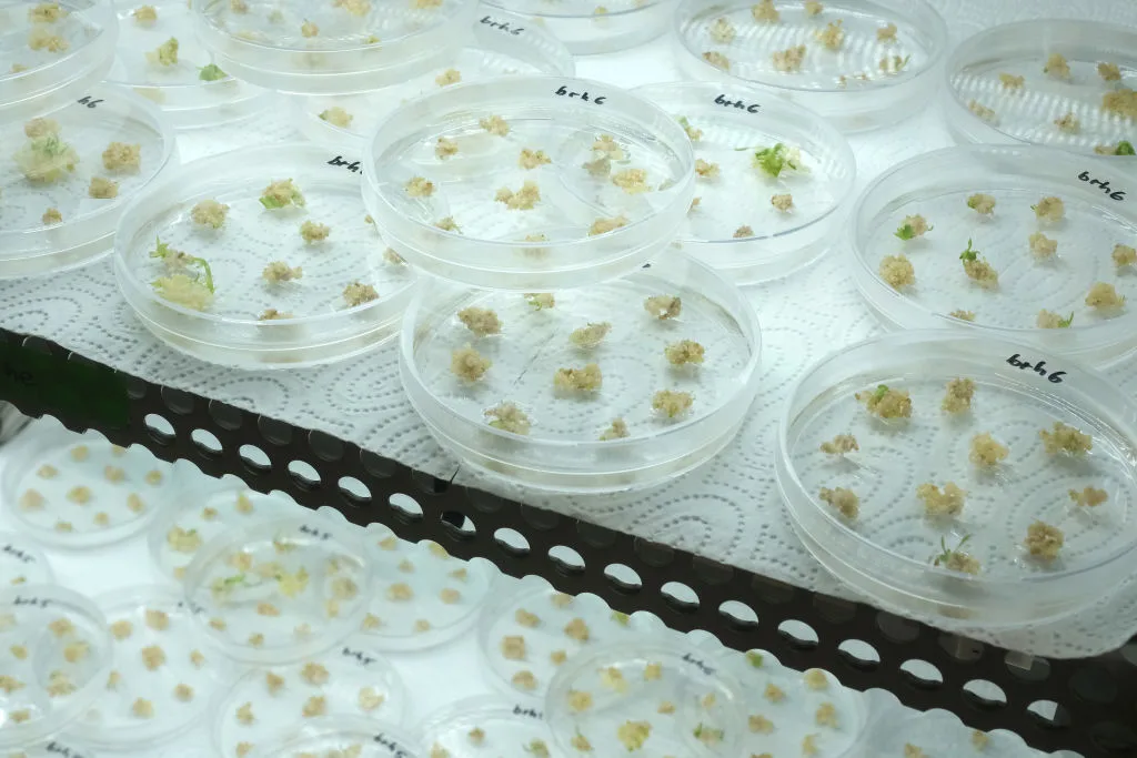 IPK Confronts Climate Change With Biodiversity In Agriculture