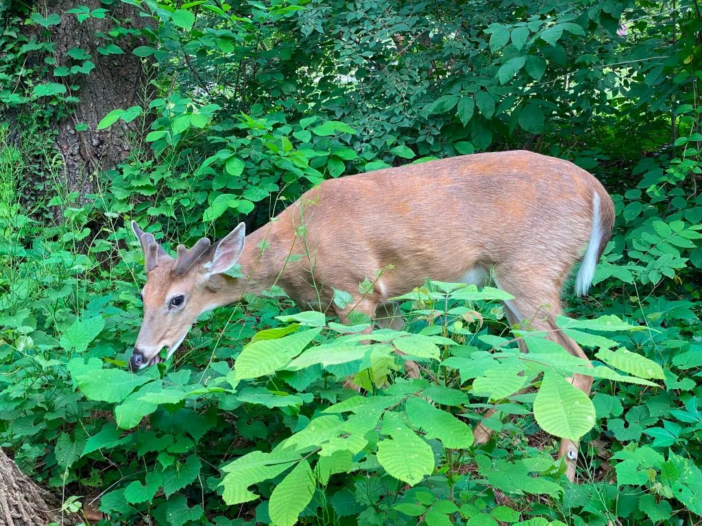 US-HEALTH-VIRUS-DEER
