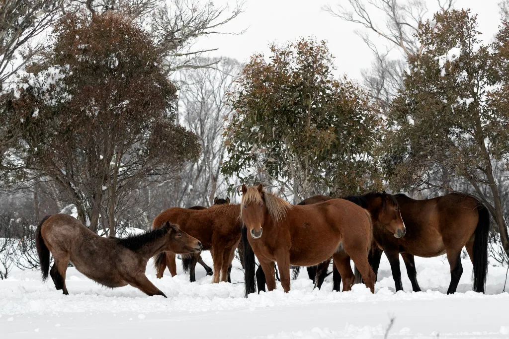 brumbies jpg TechTimes Vietnam Bắn súng trực thăng trên không để kiểm soát tình trạng quá đông ngựa hoang ở Công viên Quốc gia Australia