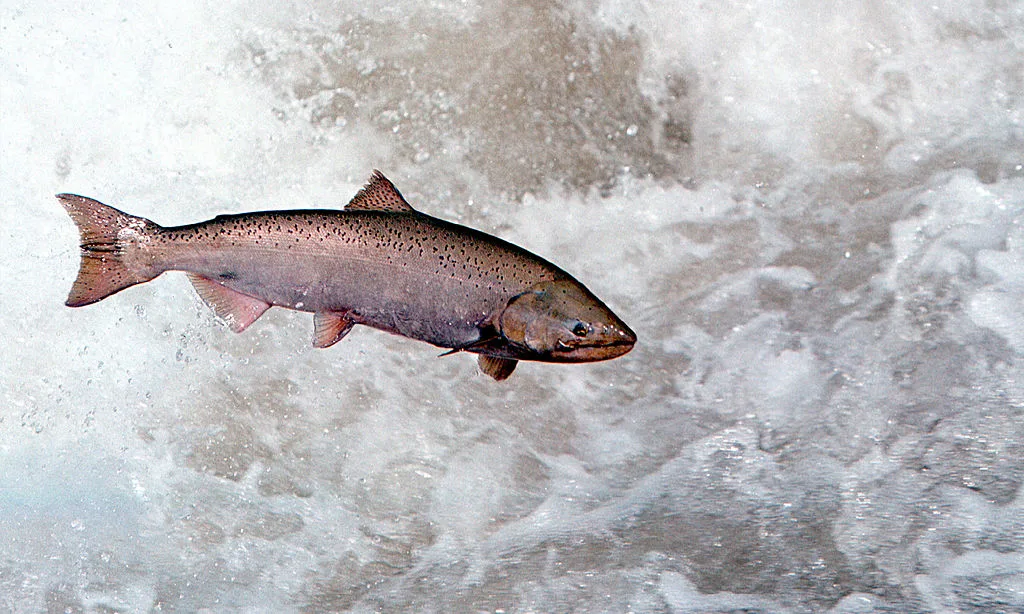 chinook salmon leaps through white water jpg TechTimes Vietnam Những loài cá bị ảnh hưởng bởi khí hậu tìm thấy sự giải thoát nhờ miếng vá 'điều hòa không khí' cải tiến do các nhà khoa học phát triển