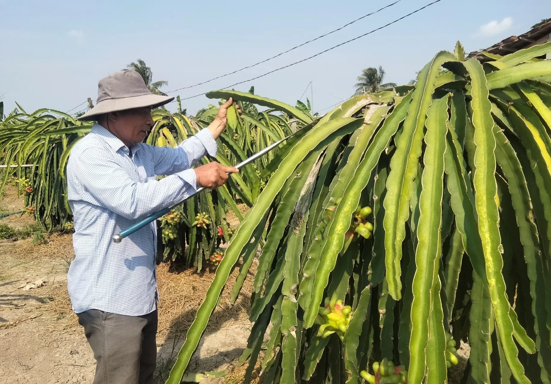 Những địa phương có thế mạnh về nông sản có thể ứng dụng Zalo mini app để quảng bá, mở thêm đầu ra cho sản phẩm