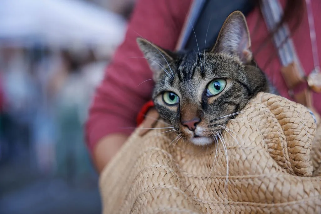new dna tech uses cat hair to catch criminals solve crimes jpg TechTimes Vietnam Công nghệ DNA mới sử dụng lông mèo để bắt tội phạm, giải quyết tội phạm