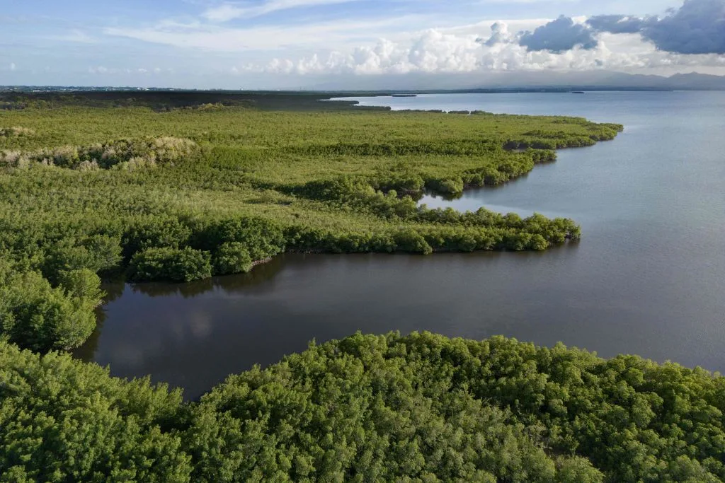 FRANCE-OVERSEAS-ENVIRONMENT-MANGROVE