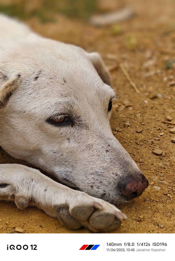 1702431322 251 Xem truoc may anh iQOO 12 Xem cac mau may TechTimes Vietnam Điện thoại chụp ảnh lộ diện iQOO 12 trước khi ra mắt tại Ấn Độ