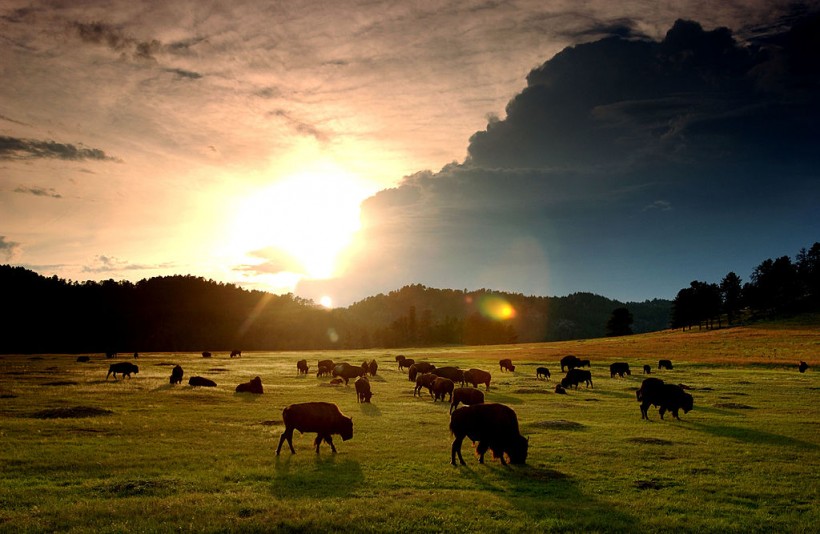Bò rừng đi lang thang trên black hills ở nam dakota