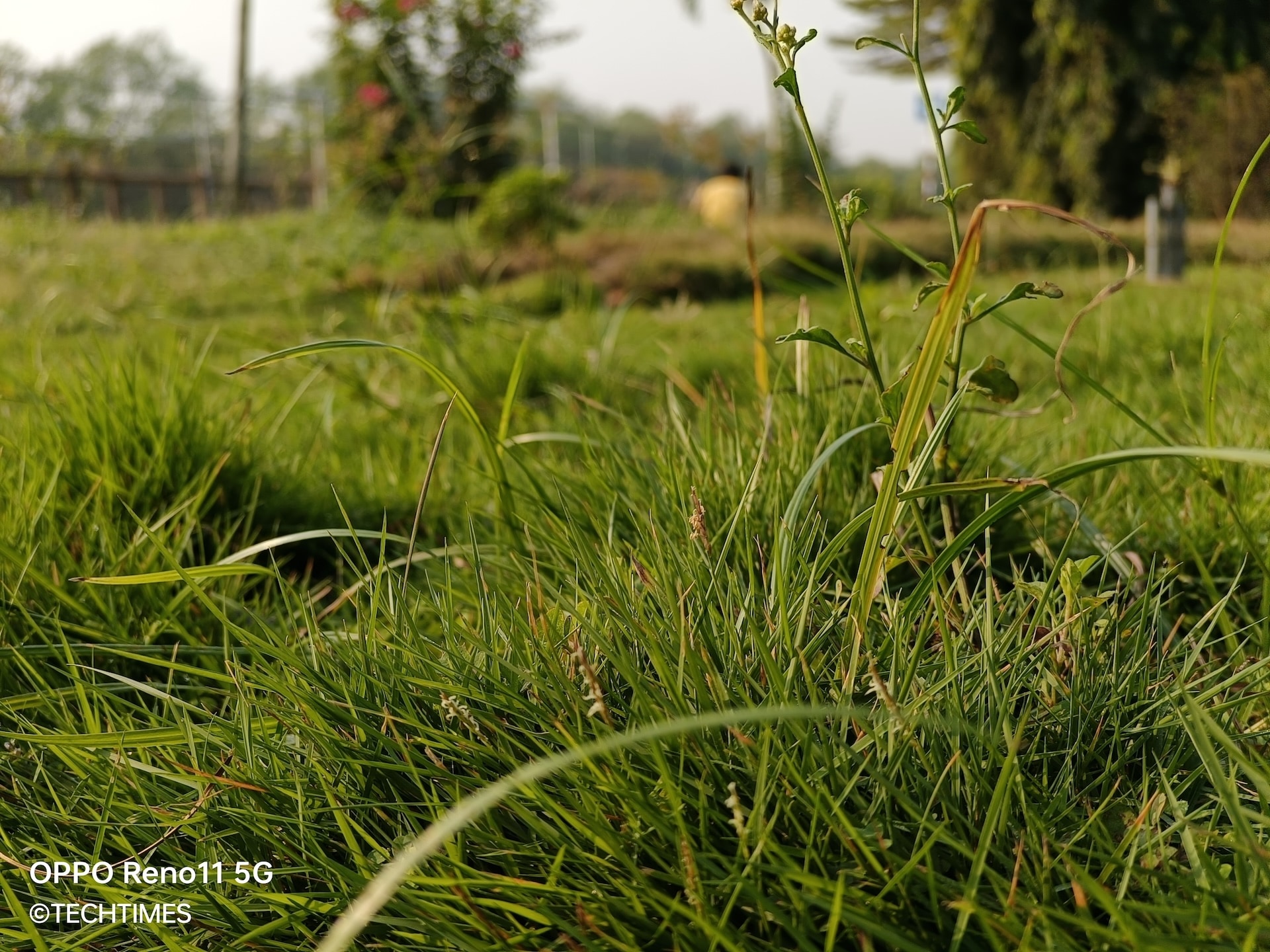 IMG20240113082347 TechTimes Vietnam Đánh giá OPPO Reno11 Pro 5G và Reno11 5G: Mở màn 2024 ấn tượng