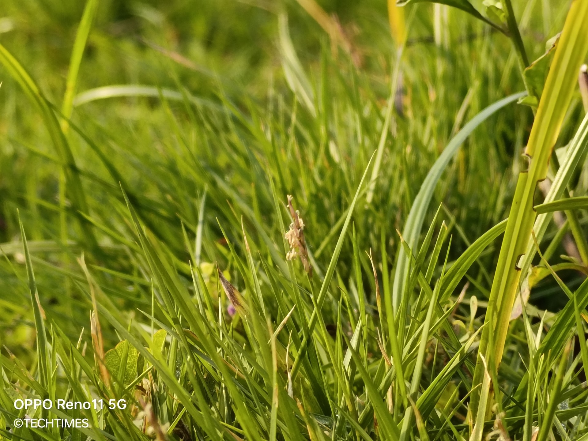 IMG20240113082351 TechTimes Vietnam Đánh giá OPPO Reno11 Pro 5G và Reno11 5G: Mở màn 2024 ấn tượng