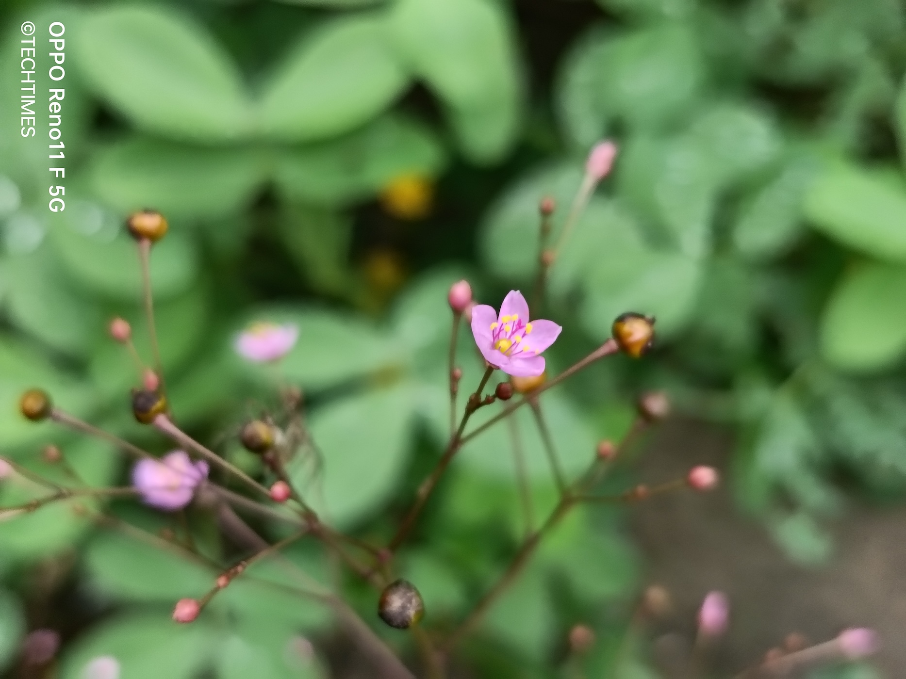 IMG20240210162801 TechTimes Vietnam Đánh giá OPPO Reno11 F: Smartphone 5G với camera chân dung đỉnh cao cho GenZ
