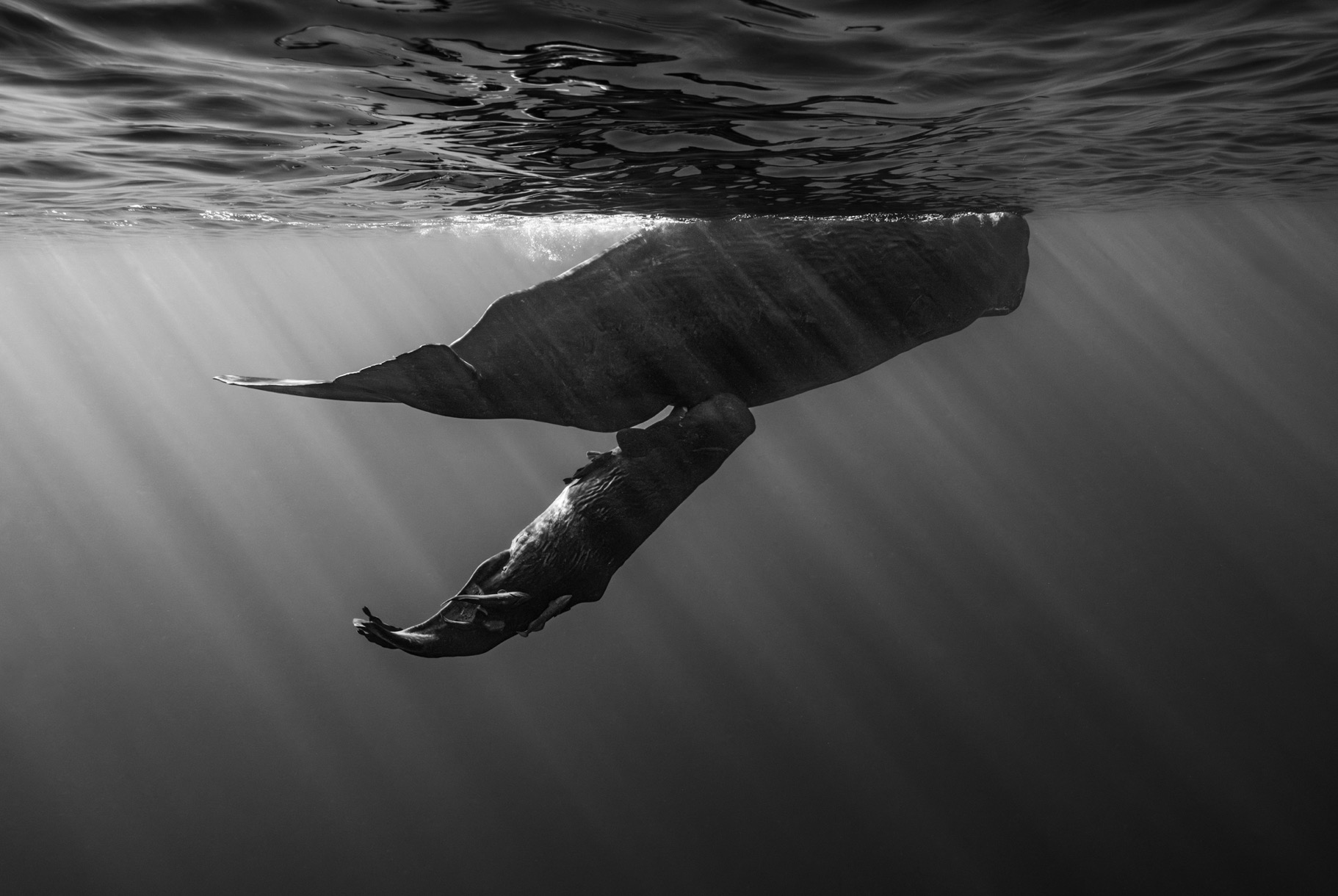 Tác phẩm "Tình mẫu tử" của nhiếp ảnh gia Thiện Nguyễn.