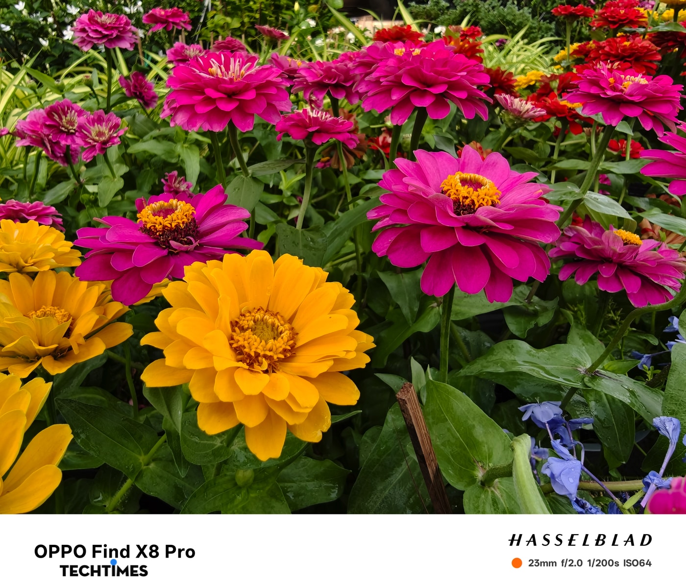 Độ bão hoà màu quá xuất sắc!