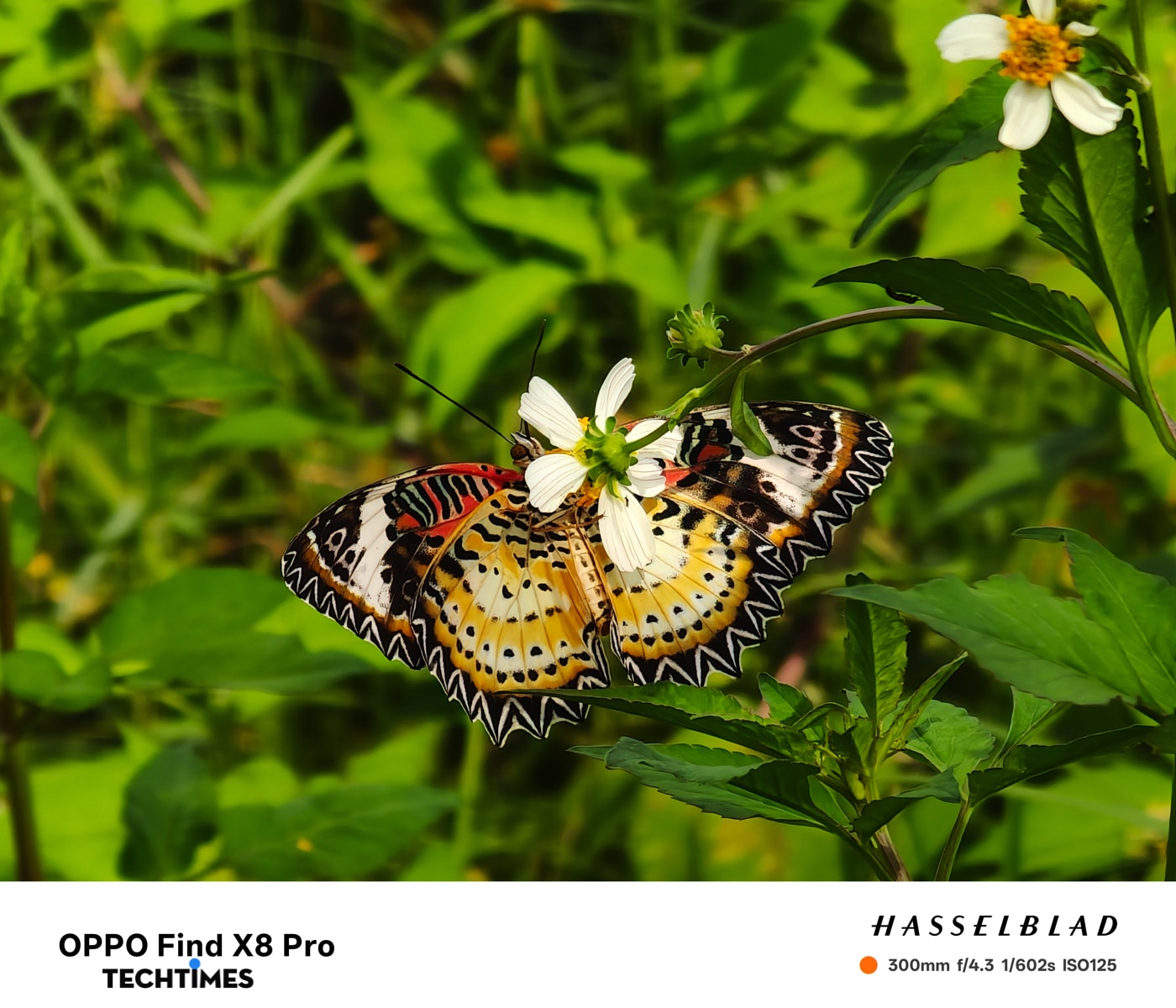 Độ bão hoà màu quá xuất sắc!