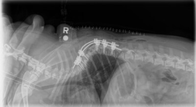 Canine Vertebral Stabilization Canine Vertebral Stabilization
