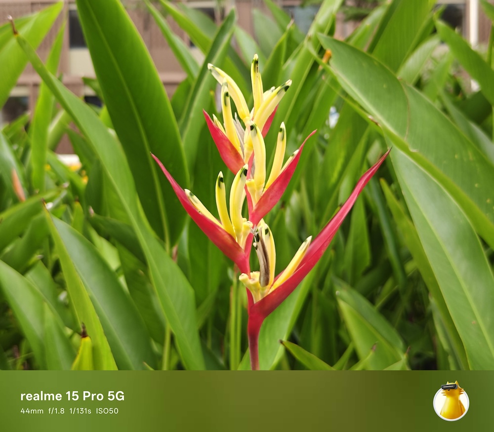 Đánh giá chi tiết Realme 15 Pro 5G: Bước tiến vượt bậc trong phân khúc tầm trung năm 2025 TechTimes Vietnam Một số ảnh chụp thực tế từ camera của realme 15 Pro 5G: