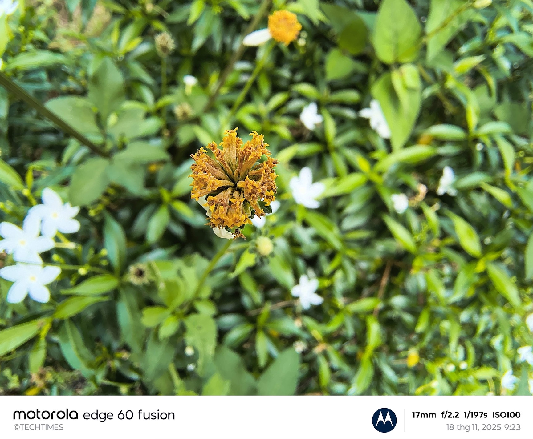 Một vài ảnh chụp thực tế từ camera của Edge 60 FUSION: